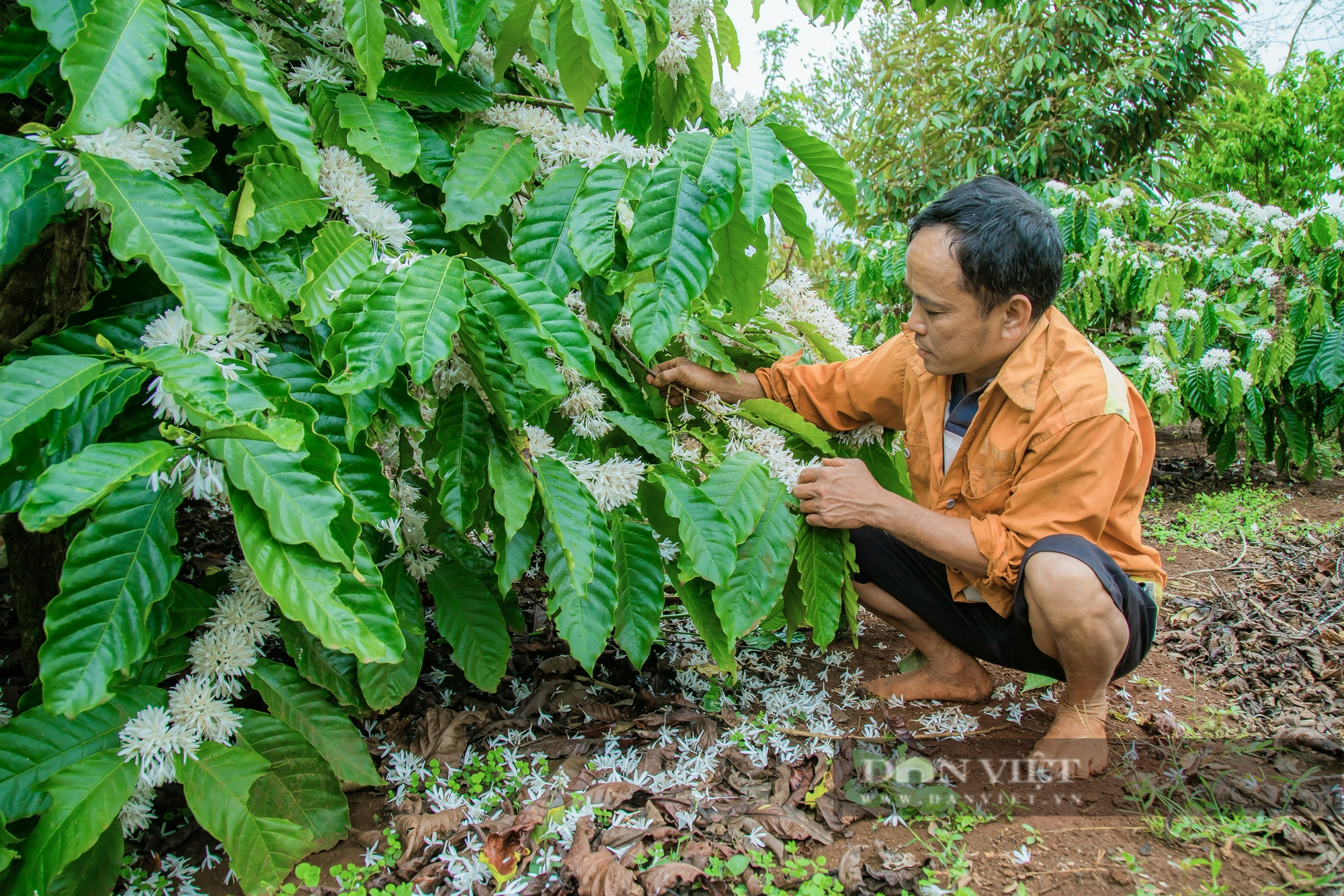 Mưa trái mùa ở Đắk Lắk đẩy nhiều loại cây tiền tỷ vào nguy cơ mất mùa - Ảnh 5.